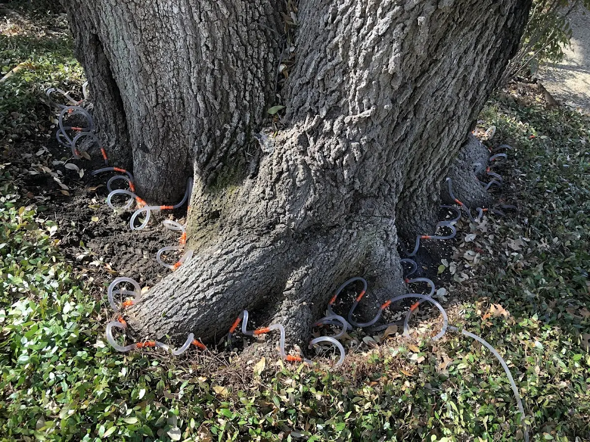 Detailed Tree Cabling and Bracing job site in Prairie Du Chien